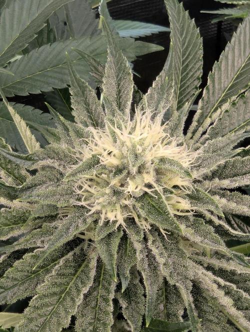 Wizard Fuel - Wizard Trees. Week 10
