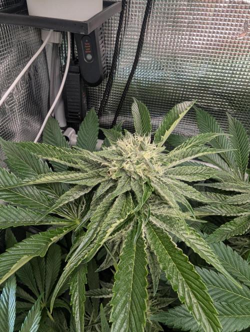 Wizard Fuel - Wizard Trees. Week 10