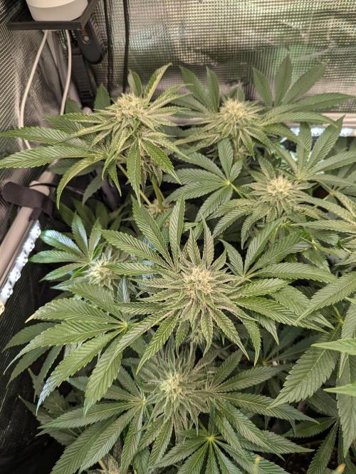 Wizard Fuel - Wizard Trees. Week 10