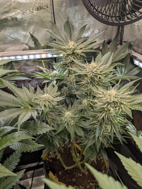 British Delight - Wizard Trees. Week 10