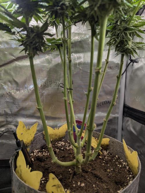 British Delight - Wizard Trees. Week 10