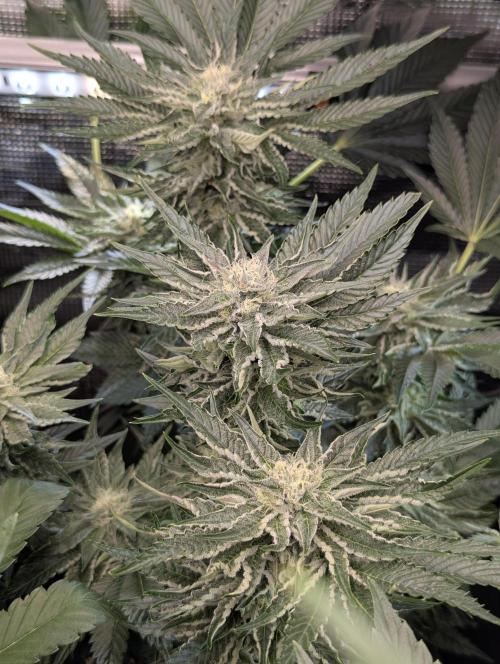 British Delight - Wizard Trees. Week 10