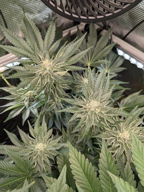 British Delight - Wizard Trees. Week 10