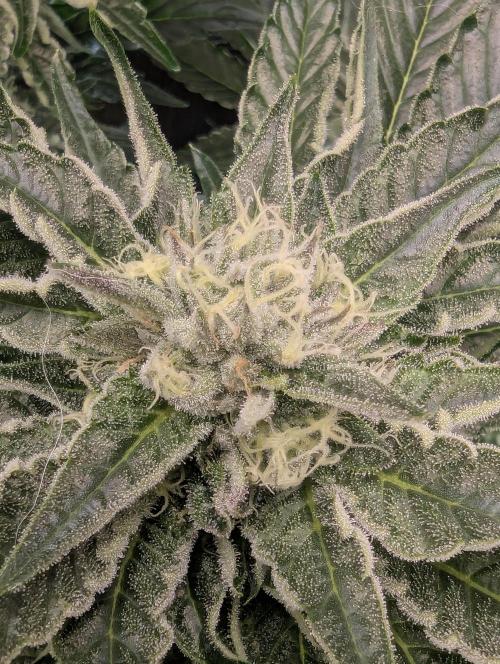 British Delight - Wizard Trees. Week 10