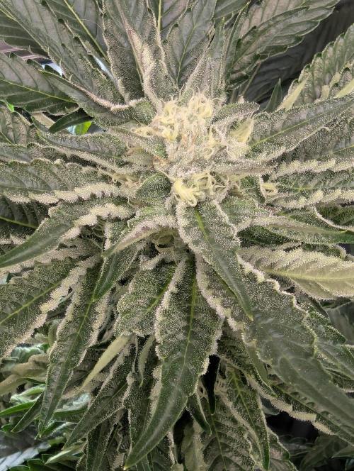 British Delight - Wizard Trees. Week 10