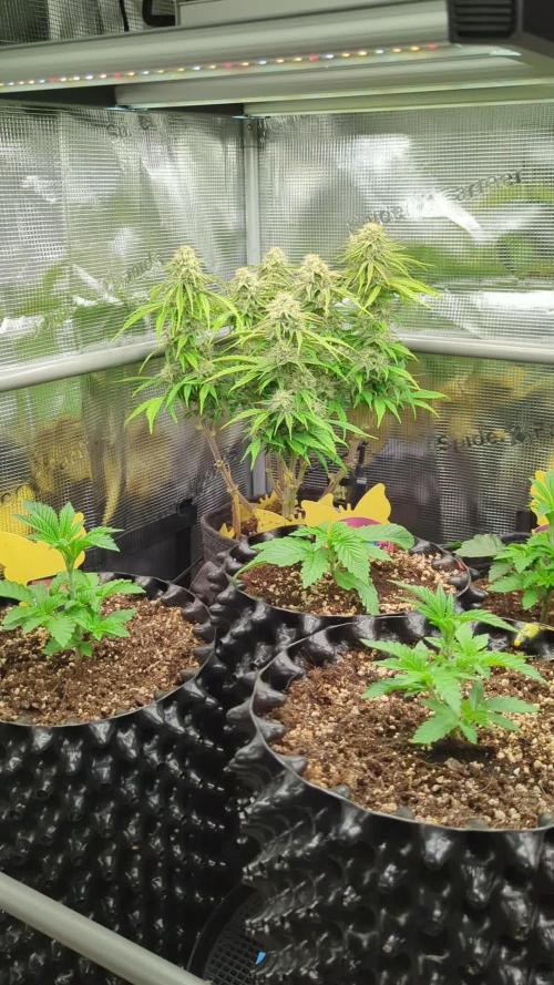 AlienZ Automatic - Greenhouse Seed Co.
