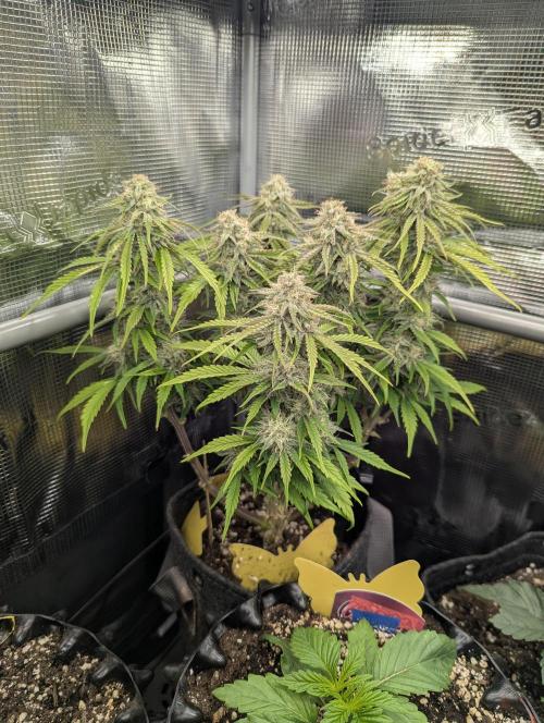 AlienZ Automatic - Greenhouse Seed Co.. Week 9