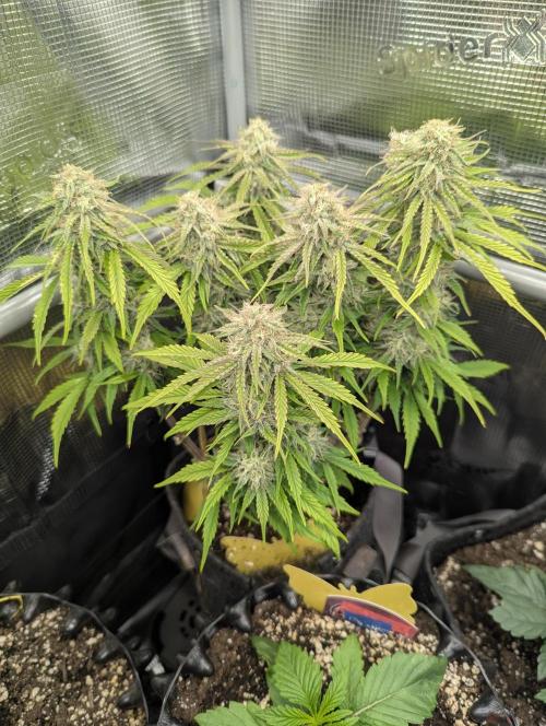 AlienZ Automatic - Greenhouse Seed Co.. Week 9