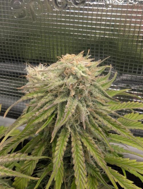 AlienZ Automatic - Greenhouse Seed Co.. Week 9