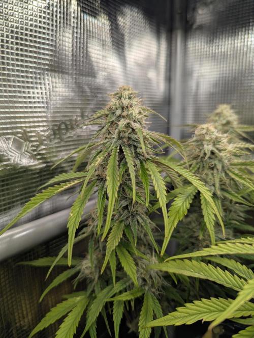 AlienZ Automatic - Greenhouse Seed Co.. Week 9