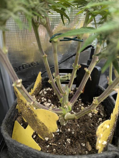 AlienZ Automatic - Greenhouse Seed Co.. Week 9