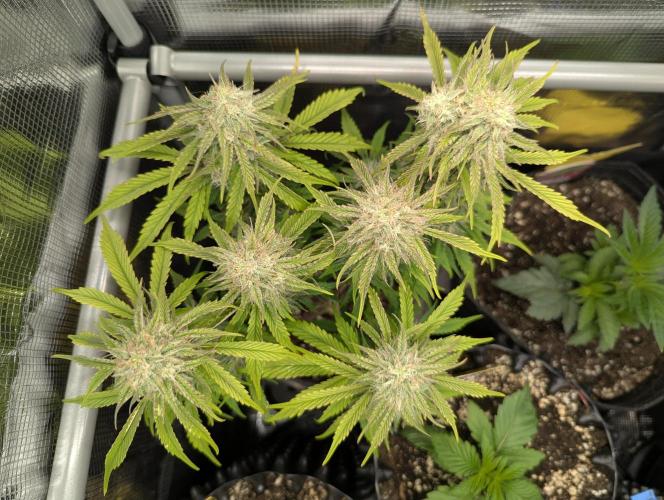 AlienZ Automatic - Greenhouse Seed Co.. Week 9