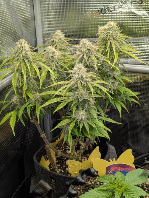 AlienZ Automatic - Greenhouse Seed Co.. Week 9