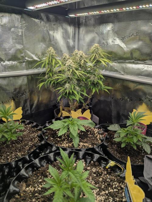 AlienZ Automatic - Greenhouse Seed Co.. Week 9