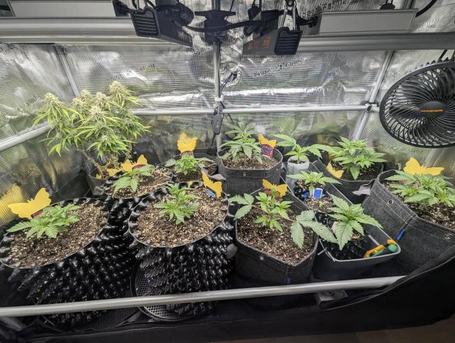 AlienZ Automatic - Greenhouse Seed Co.. Week 9