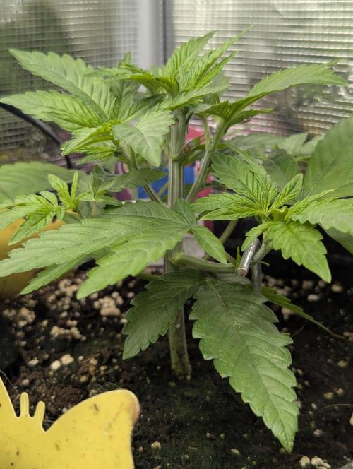 Holy Snow - Greenhouse Seed Co.. Week 4