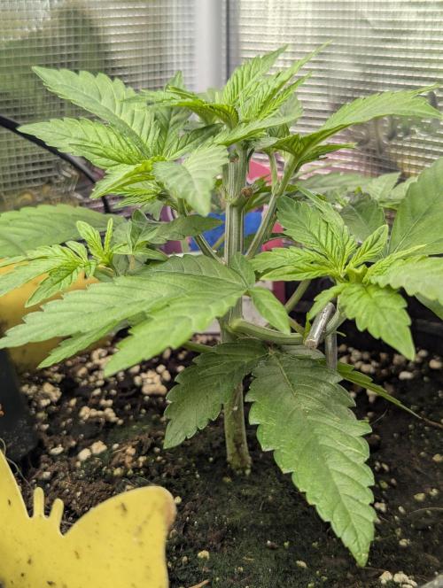 Holy Snow - Greenhouse Seed Co.. Week 4