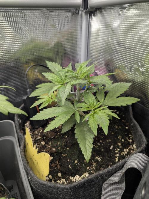 Holy Snow - Greenhouse Seed Co.. Week 4