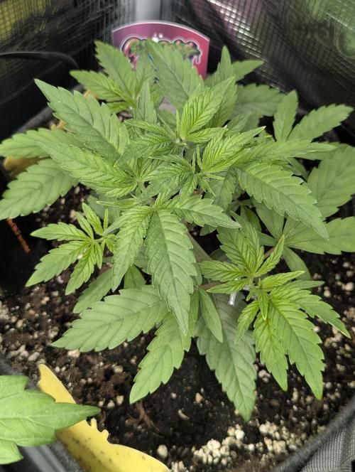 Holy Snow - Greenhouse Seed Co.. Week 4