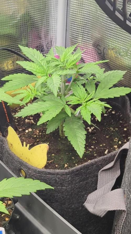 Holy Snow - Greenhouse Seed Co.