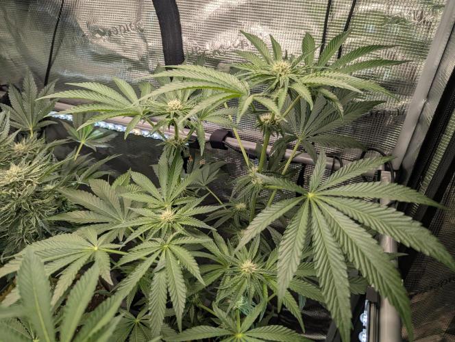ZodaZa - Umami. Week 8