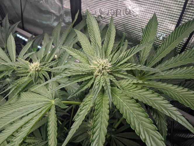 ZodaZa - Umami. Week 8