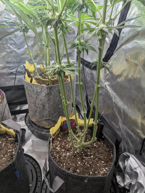 ZodaZa - Umami. Week 8