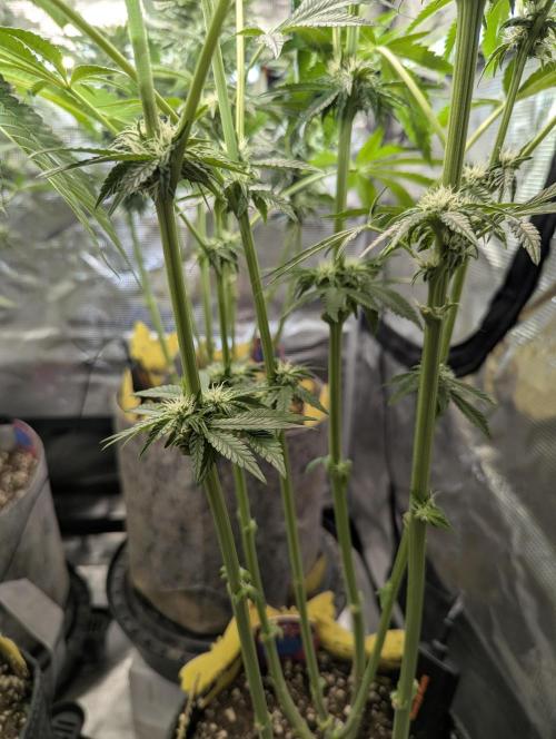 ZodaZa - Umami. Week 8