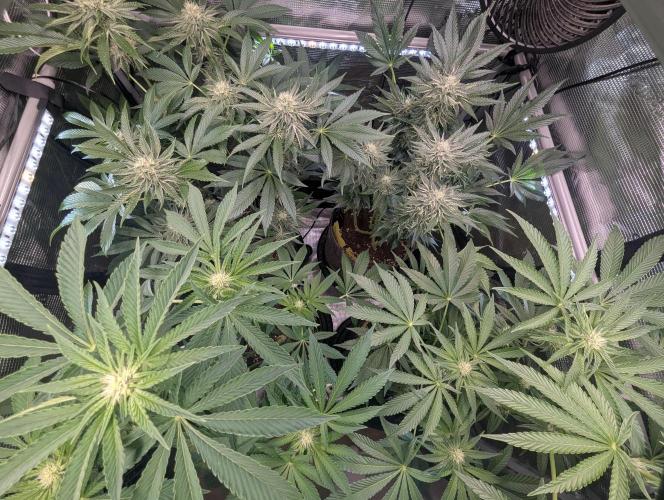 ZodaZa - Umami. Week 8