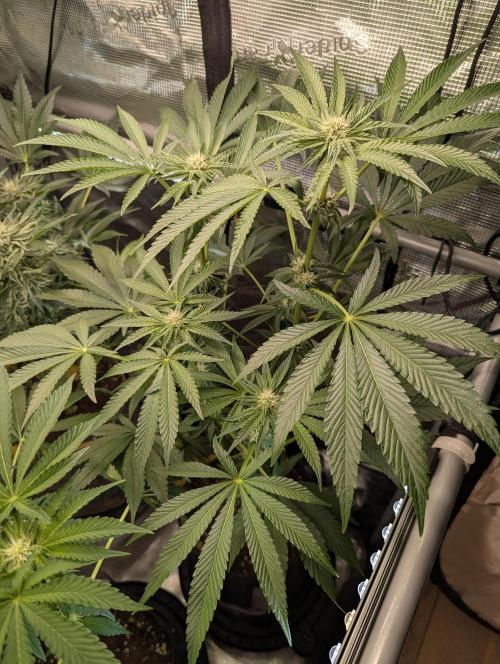 ZodaZa - Umami. Week 8