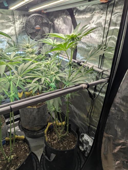 ZodaZa - Umami. Week 8