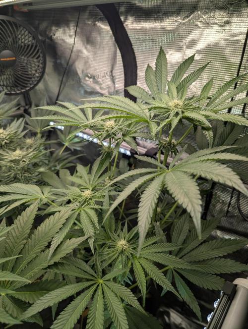 ZodaZa - Umami. Week 8