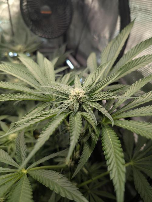 ZodaZa - Umami. Week 8