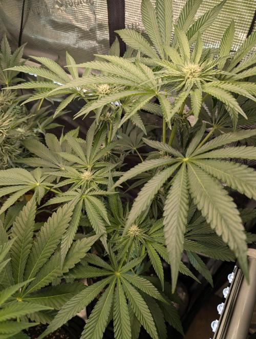 ZodaZa - Umami. Week 8