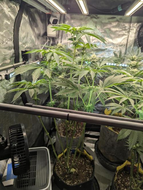 Zhampagne - Compound Genetics. Week 7