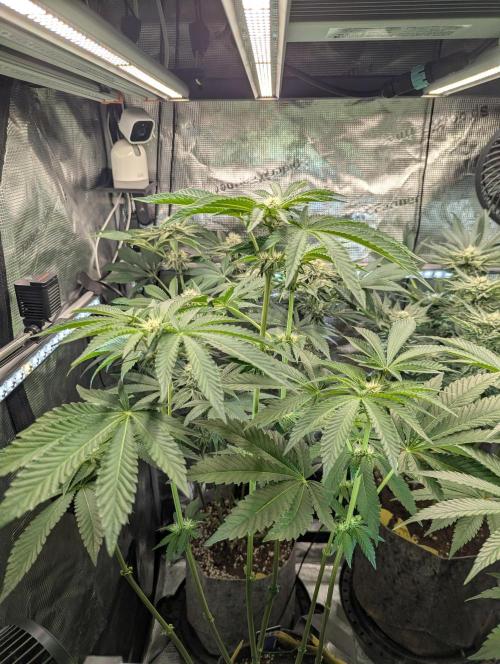 Zhampagne - Compound Genetics. Week 7