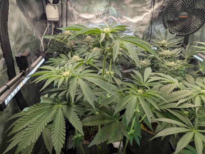 Zhampagne - Compound Genetics. Week 7