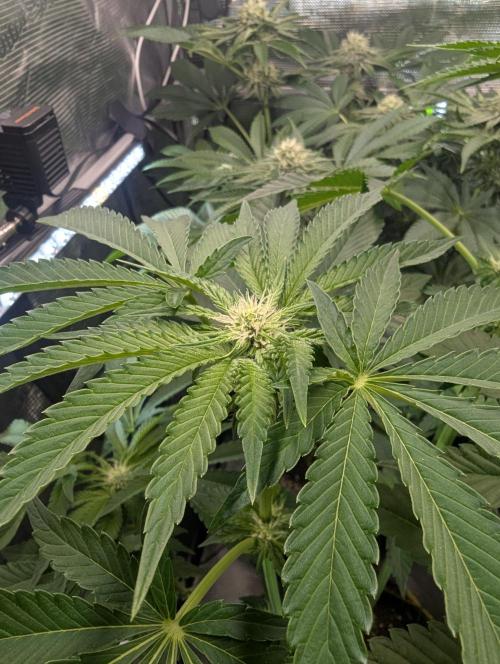 Zhampagne - Compound Genetics. Week 7