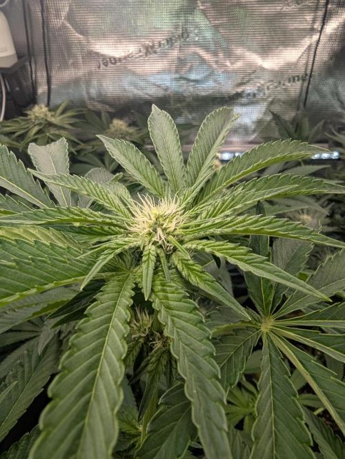 Zhampagne - Compound Genetics. Week 7