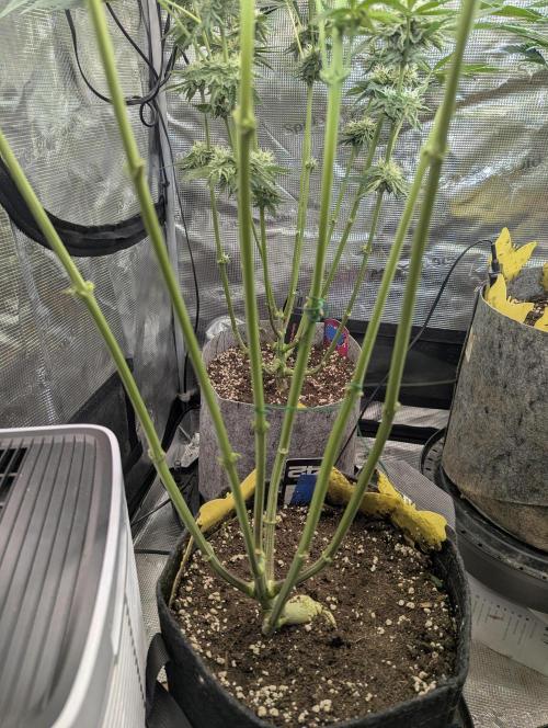 Zhampagne - Compound Genetics. Week 7