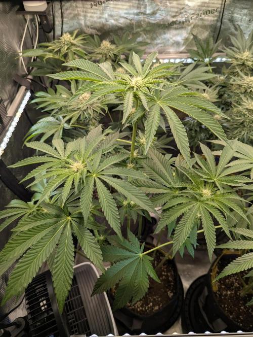 Zhampagne - Compound Genetics. Week 7
