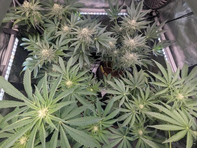 Zhampagne - Compound Genetics. Week 7