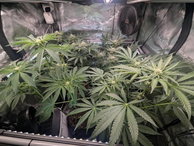 Zhampagne - Compound Genetics. Week 7