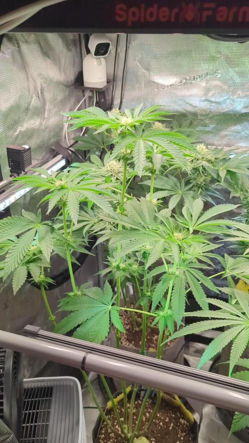 Zhampagne - Compound Genetics