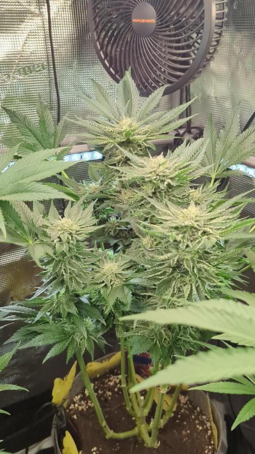 Wizard Fuel - Wizard Trees