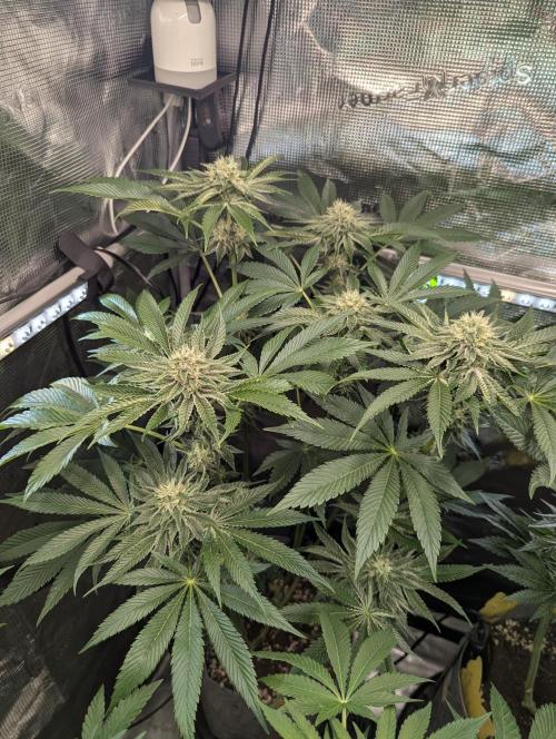 Wizard Fuel - Wizard Trees. Week 10