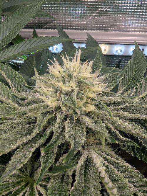 Wizard Fuel - Wizard Trees. Week 10