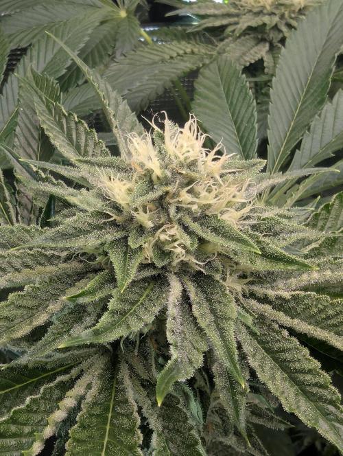 Wizard Fuel - Wizard Trees. Week 10