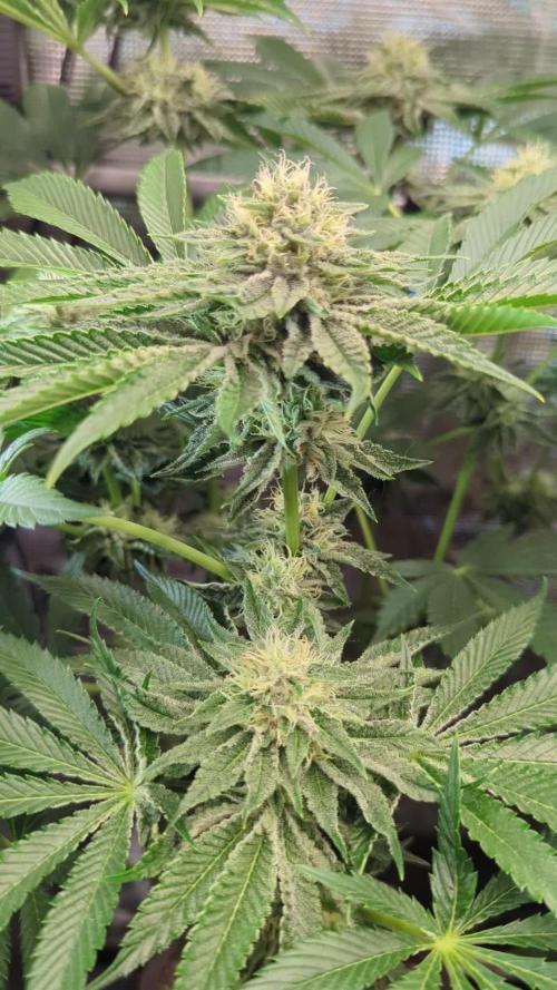 Wizard Fuel - Wizard Trees