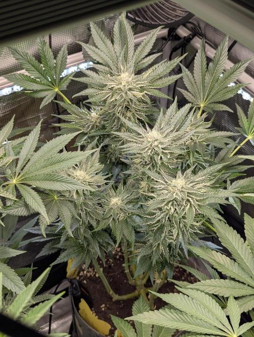 British Delight - Wizard Trees. Week 10